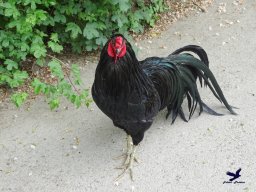 Tiergarten Schönbrunn am 15.05.2025